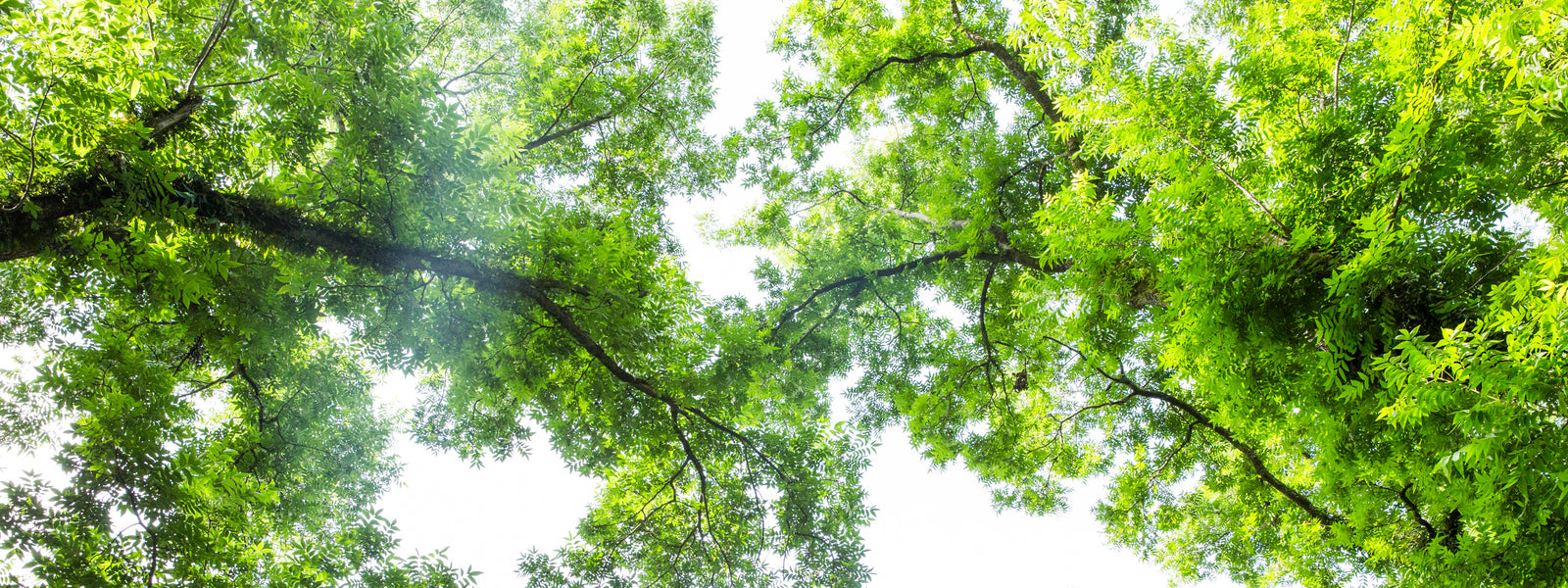 Photo of pecan trees in our orchard. 